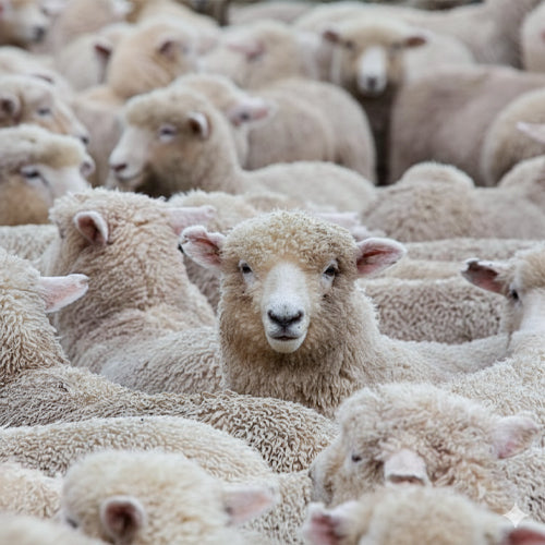 Elegance and Comfort in Every Strand of Wool